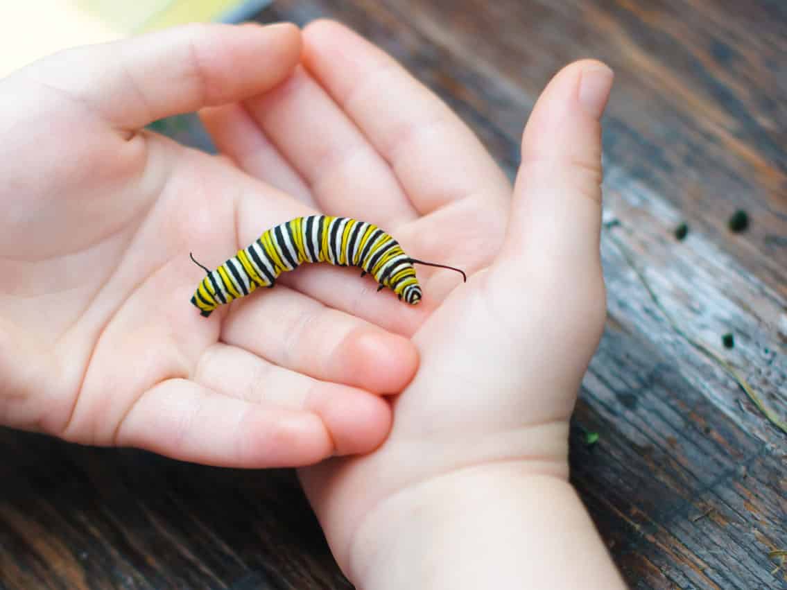 adobestock_40044028 Auf dem Foto sind kleine Hände zu sehen, die ineinander liegen. In der Mitte der behutsamen Hände liegt eine schwarz-weiß-grüne Raupe. Dieses Bild soll die geschützte Umgebung symbolisieren, von der Klienten im melcoon® Konzept für ihre Entwicklung profitieren. Dem Klienten eine geschützte Atmosphäre für ihre Entwicklung zu bieten, ist eines der Ziele von Online Psychotherapie, Coaching und Online Hypnose.